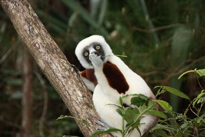3085196_funnyanimalspicscomedywildlifephotographyawards45b07b8589ffad__700 700x467 95Kb