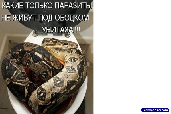 Котяры и другие, всякие разные, уматные...