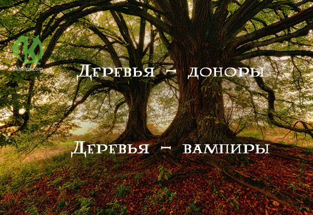 Деревья - доноры и деревья - вампиры