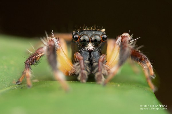 77 блестящих макрофотографий насекомых