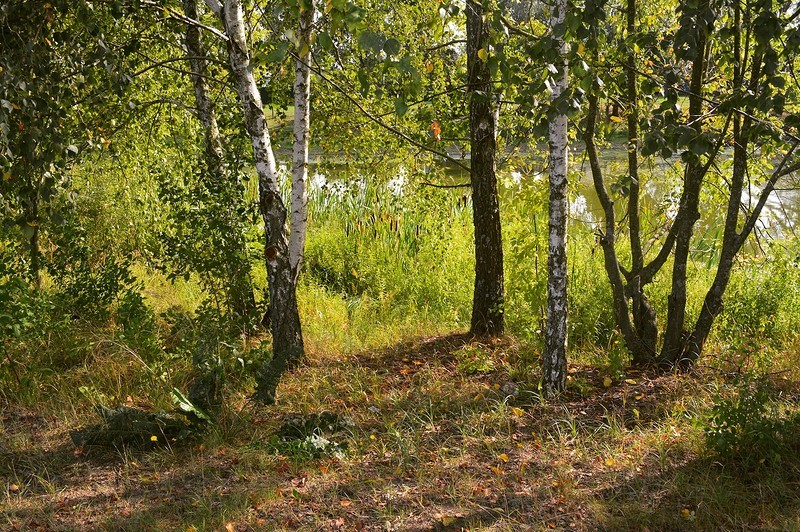 Село Чуровичи. Чем живёт Брянская область путешествия, факты, фото