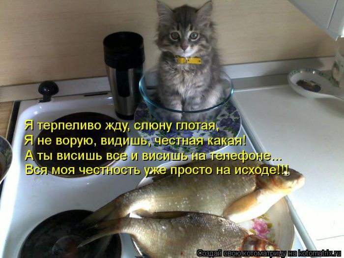 Лучшие котоматрицы за неделю