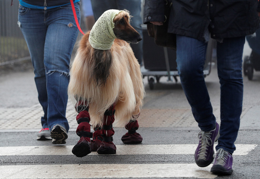 Crufts Dog Show 2018: как прошла крупнейшая в Европе выставка собак