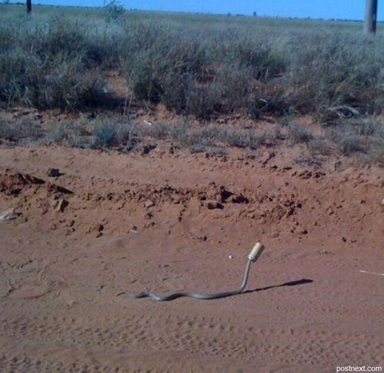 Это возможно только в Австралии