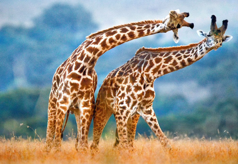 Танцы жирафов на равнине Масаи Мара, Кения