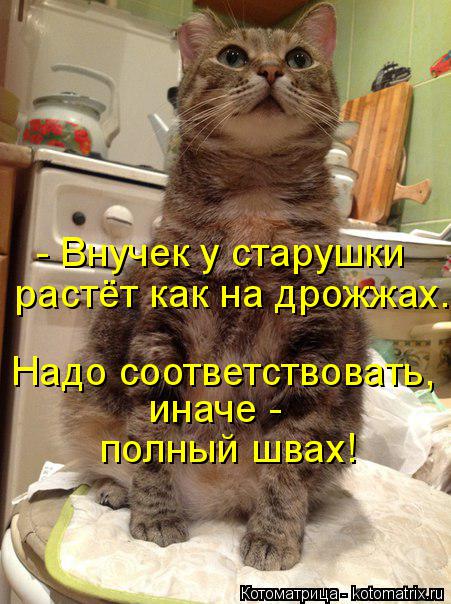 Последняя майская котоматрица