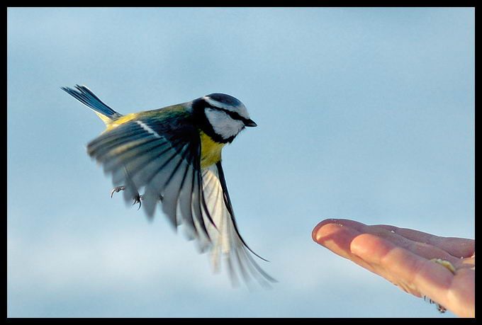 Великолепные моменты из мира животных (60 фото) Великолепные моменты из мира животных (60 фото)
