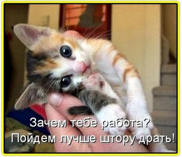 Хохмы-байки для хорошего настроения, сегодня про котофеев Хохмы-байки для хорошего настроения, сегодня про котофеев