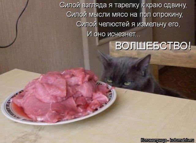 Лучшие котоматрицы за прошедшую неделю)) Лучшие котоматрицы за прошедшую неделю))
