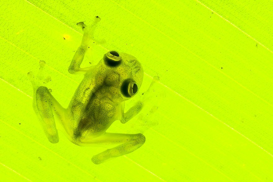 InSearchOfLostFrogs04    :       