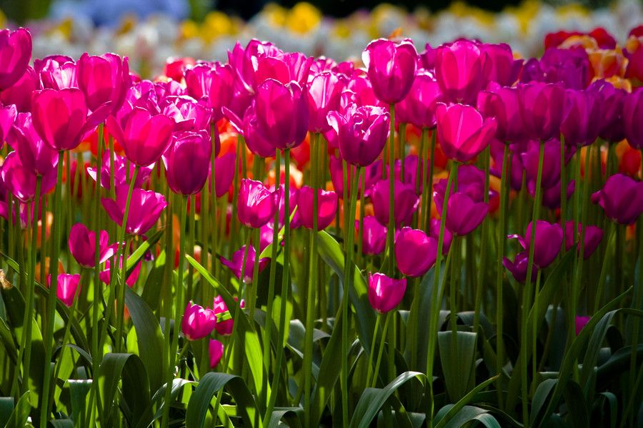 | NewsInPhoto.ru Новости и репортажи в фотографияхГолландский цветочный аукцион FloraHolland (1)