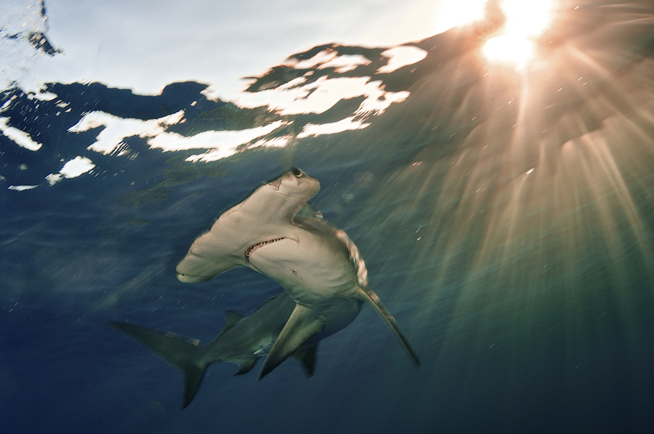 Гигантская акула молот фото