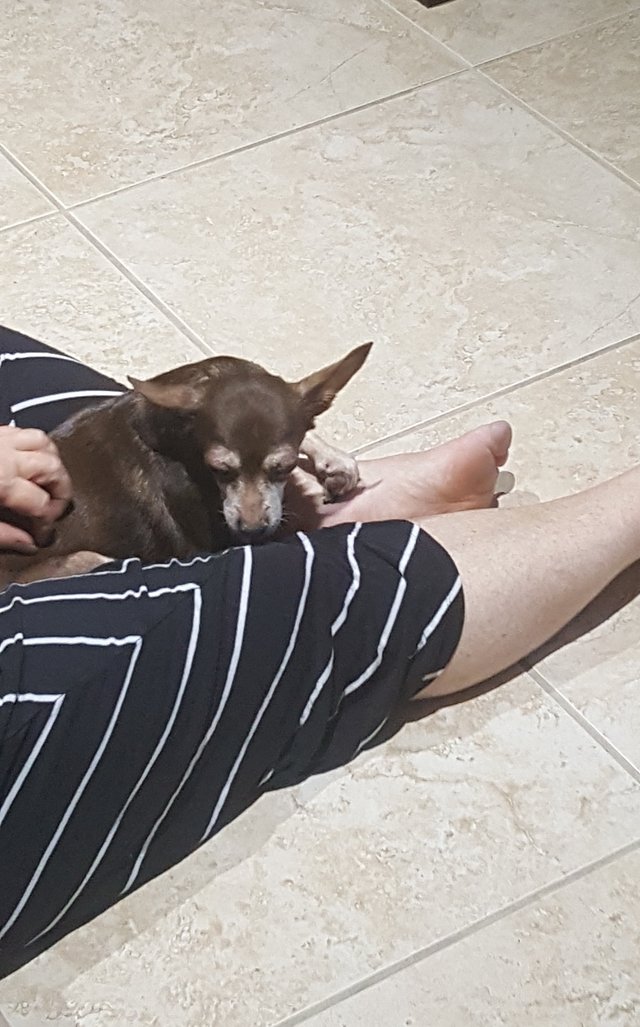 Слепая собака, которую бросили в приюте, снова счастлива Слепая собака, которую бросили в приюте, снова счастлива