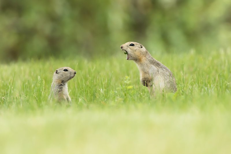 6. "Мать кричит на ребенка" (фото: Ник Парайко, Канада) Comedy Wildlife Photography Awards, животные, конкурс, природа, смех, фотография, юмор