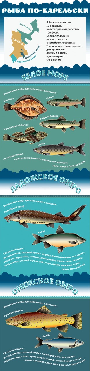 Рыба по-карельски. Художник-ихтиолог: Игорь Фомин