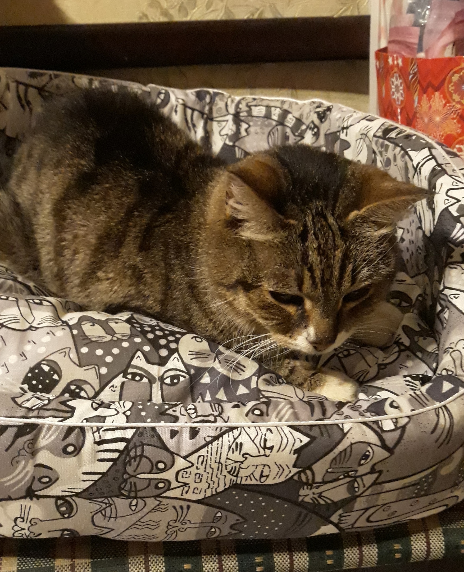 дом для кошки кошка отдыхает