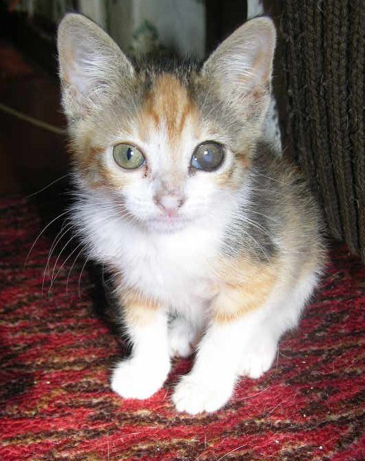 котенок