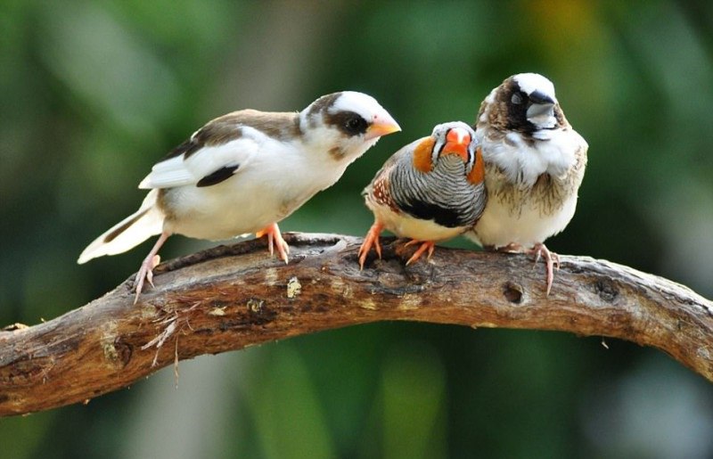 14 самых смешных снимков животных на конкурсе Comedy Wildlife Photography Awards 2017 14 самых смешных снимков животных на конкурсе Comedy Wildlife Photography Awards 2017