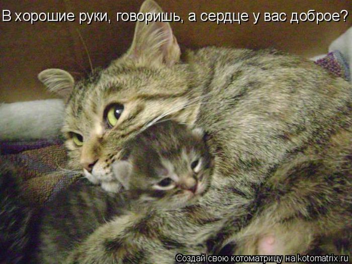 Лучшие котоматрицы за неделю