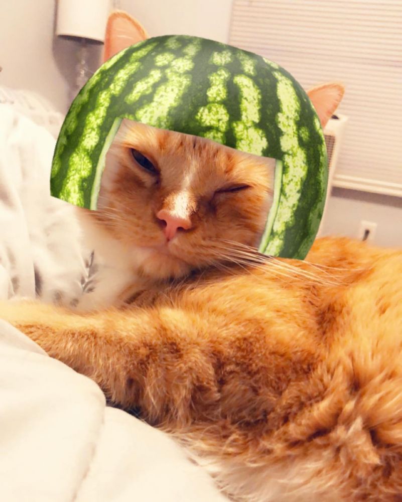 8 милых масок Snapchat для домашних животных