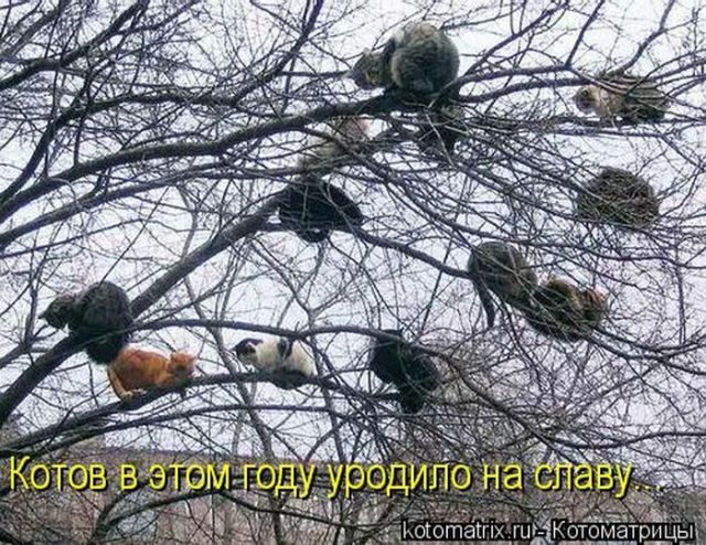 Лучшие котоматрицы за прошедшую неделю)) Лучшие котоматрицы за прошедшую неделю))