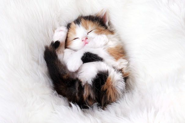 20 спящих котят, которые постигли науку сна в совершенстве спящие котята, котята спят