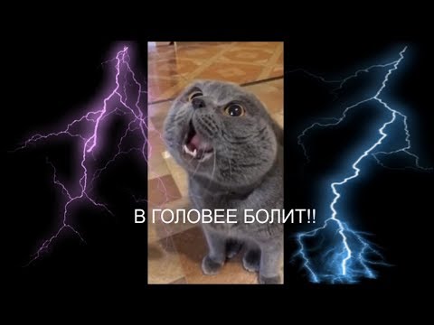Кот говорит: "Голова моя болит" Кот говорит: "Голова моя болит"