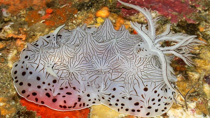 Морские красавцы морские слизни, голожаберные моллюски, морские обитатели, Природа, без рейтинга, длиннопост