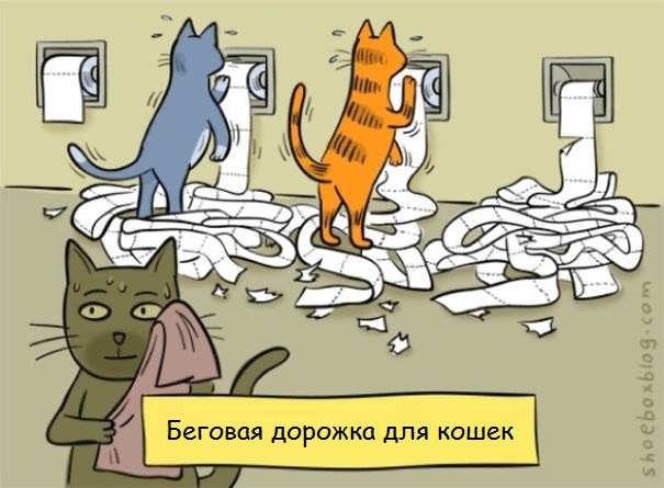 21 пример феноменальной кошачьей логики   животные, кошки, логика