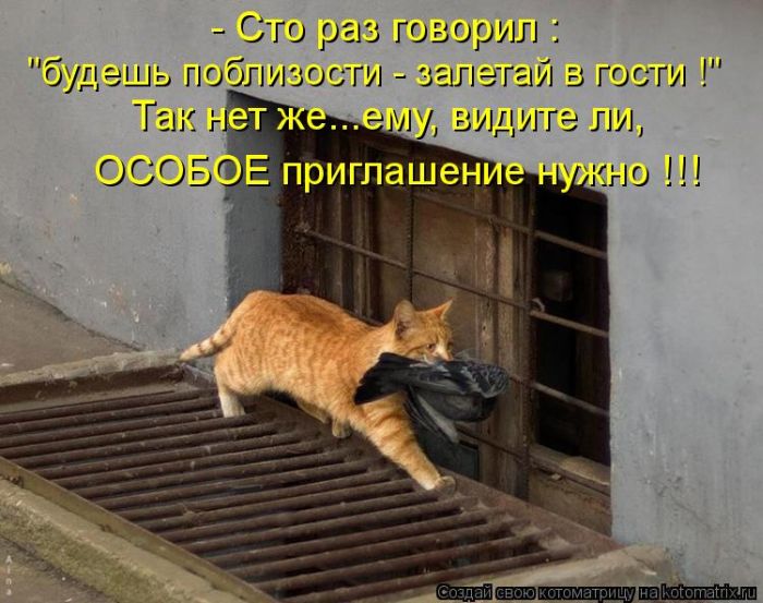 Лучшие котоматрицы недели (50 фото)