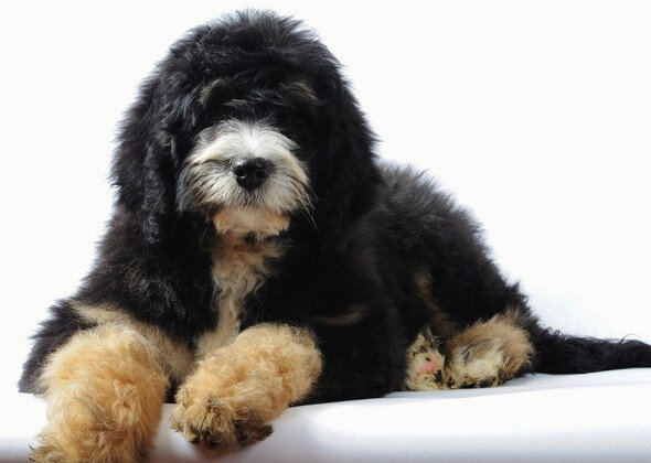 Автор: Sherry Rupke / SwissRidge Kennels