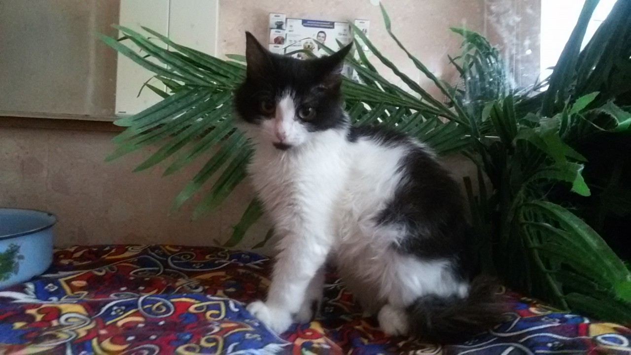 Котят тоже приносят аисты) Лиза ищет дом! Котят тоже приносят аисты) Лиза ищет дом!