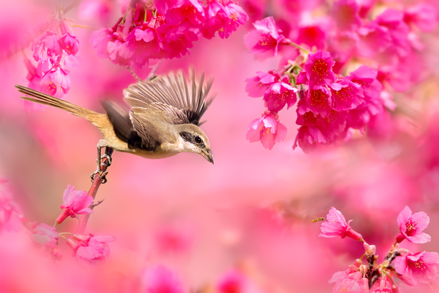 ～ Brown Shrike ～, автор — FuYi Chen на 500px.com