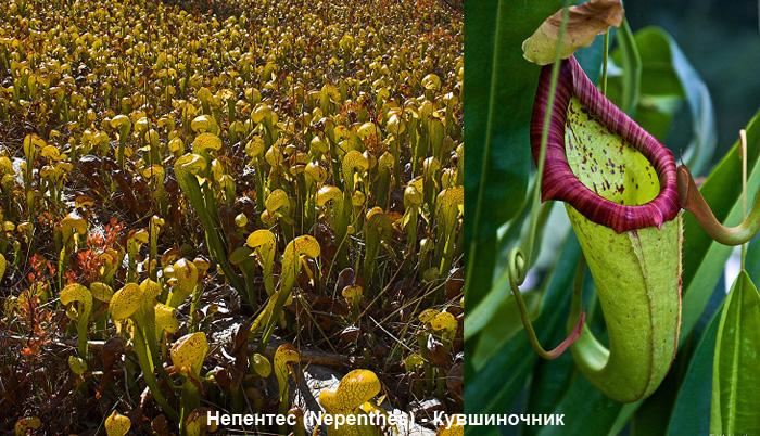 Плотоядные растения - непентес