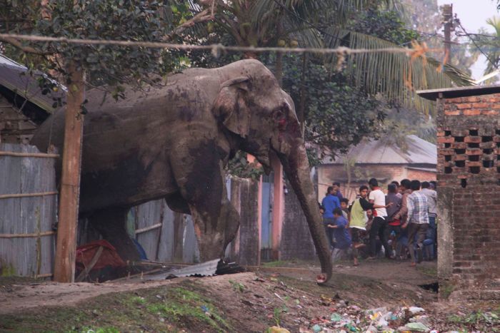 Безумный слон учинил разгром в индусском городке Силигури (6 фото)