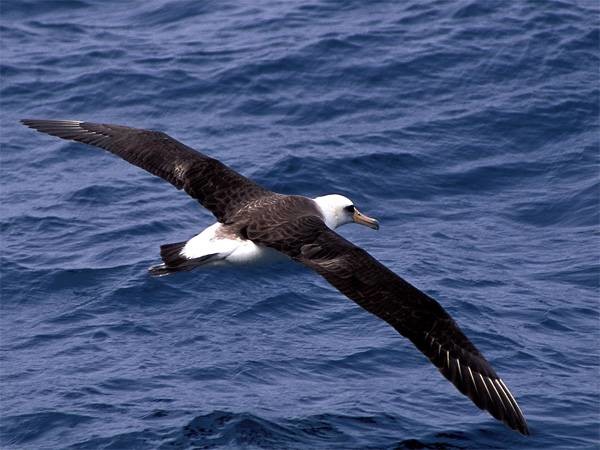 Темноспинный альбатрос – птица самолет Способность, в мире, животные, природа, супергерои, суперспособности, удивительно