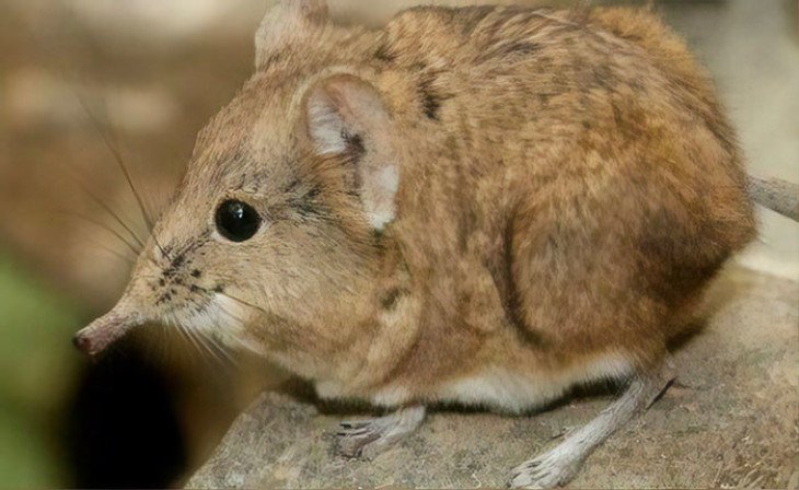 6 пар животных, которые, несмотря на сходство, генетически несовместимы