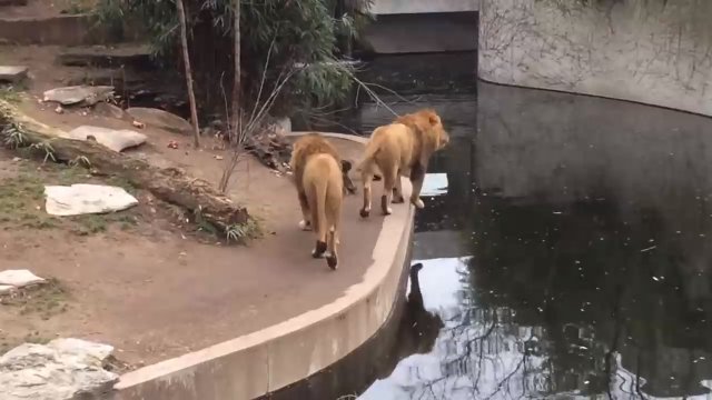 Царь зверей оступился и упал в воду Царь зверей оступился и упал в воду
