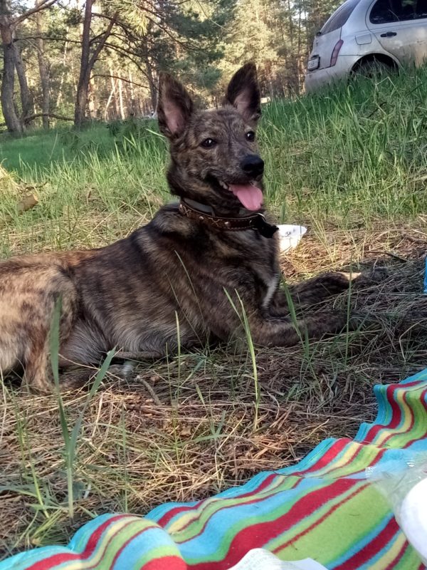 собака на прогулке
