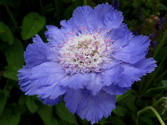 Scabiosa caucasica