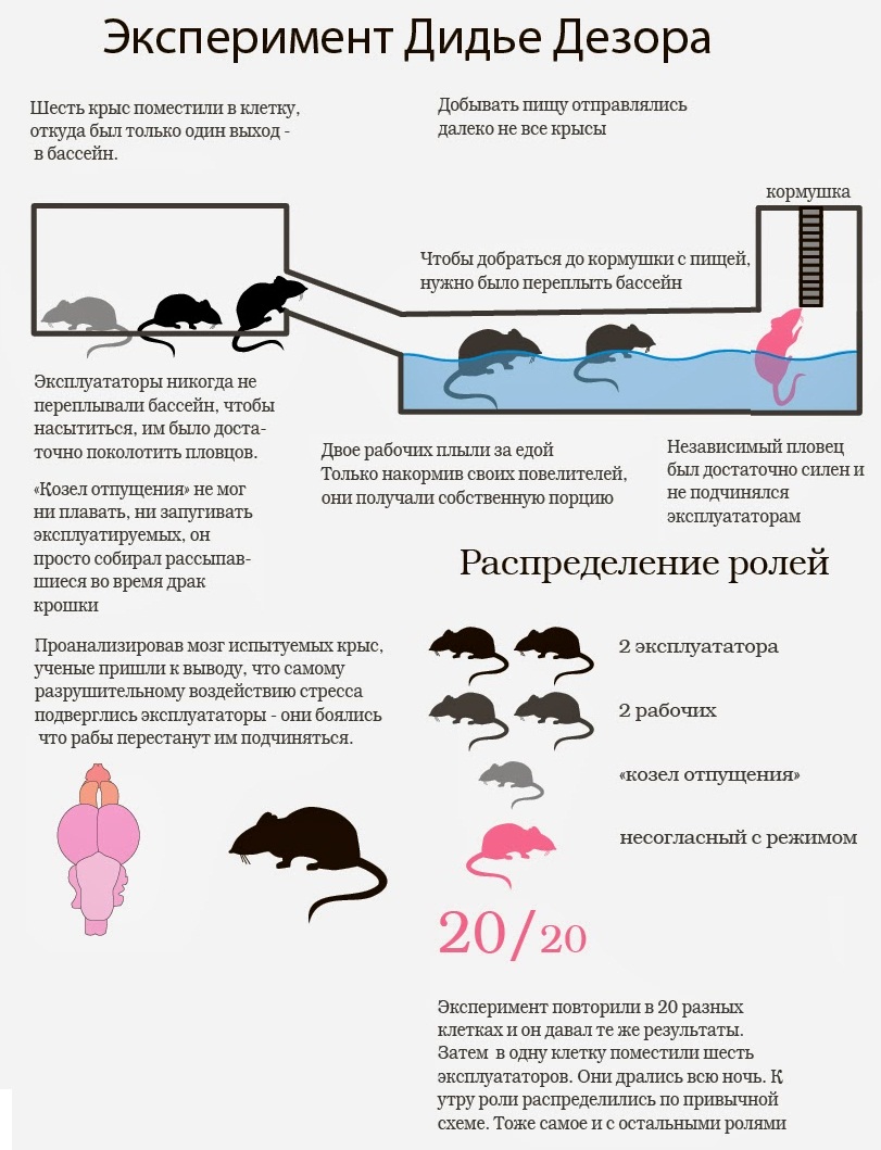 Социальная иерархия: эксперимент с крысами Социальная иерархия: эксперимент с крысами