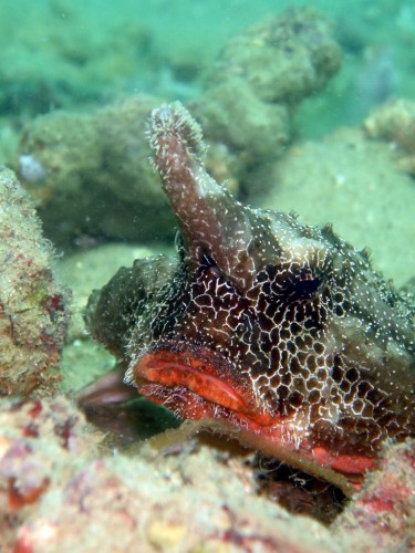 Морской нетопырь (лат. Ogcocephalidae) (англ. Batfish) Морской нетопырь (лат. Ogcocephalidae) (англ. Batfish)