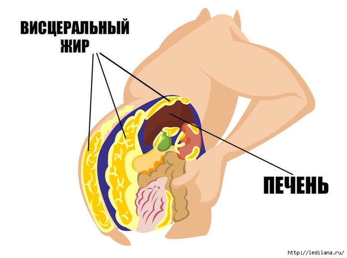Натуральные детокс-напитки для очищения печени pechen_jir (700x520, 105Kb)