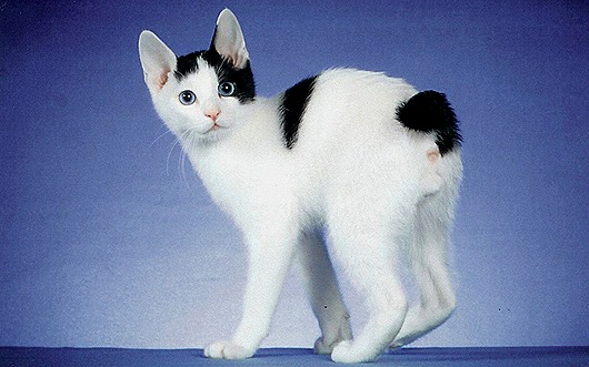 japanese_bobtail2