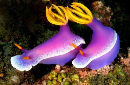 Морские красавцы морские слизни, голожаберные моллюски, морские обитатели, Природа, без рейтинга, длиннопост