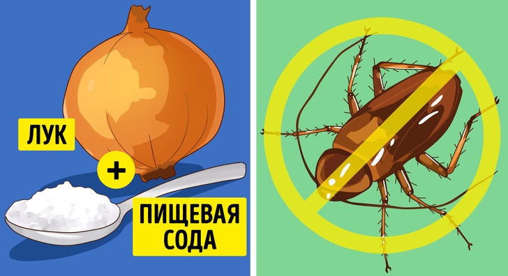 6 эффективных способов избавиться от насекомых в вашем доме 6 эффективных способов избавиться от насекомых в вашем доме