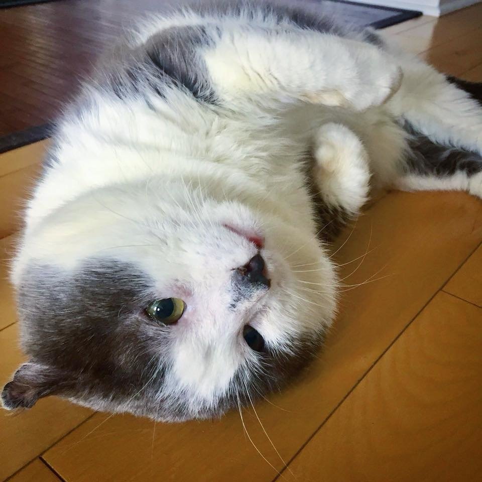 Без кота и жизнь не та