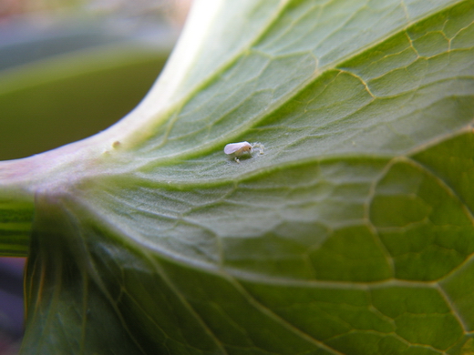 Белокрылка (Aleyrodidae)