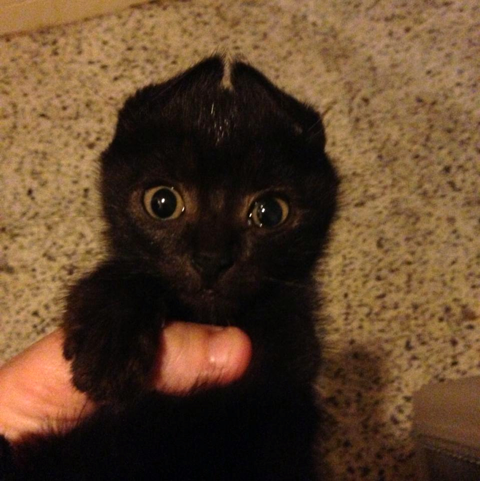 Что за чудо эти кошки! Что за чудо эти кошки!