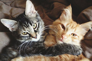 https://pets2.me/media/res/1/2/3/9/0/12390.ozf0mo.300.jpg